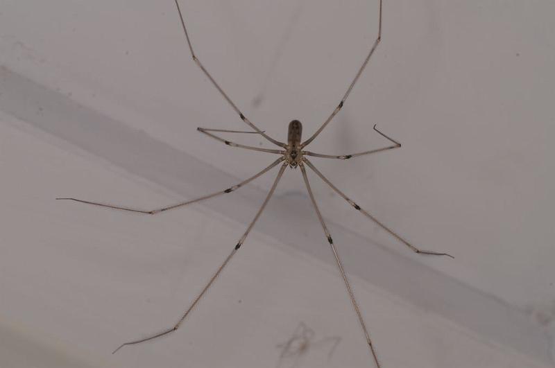 Pholcus_phalangioides_D7896_Z_87_North Stradbroke island_Australie.jpg